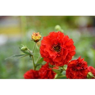 Žiognagė   (lot. Geum hybridum) Samba Sunset