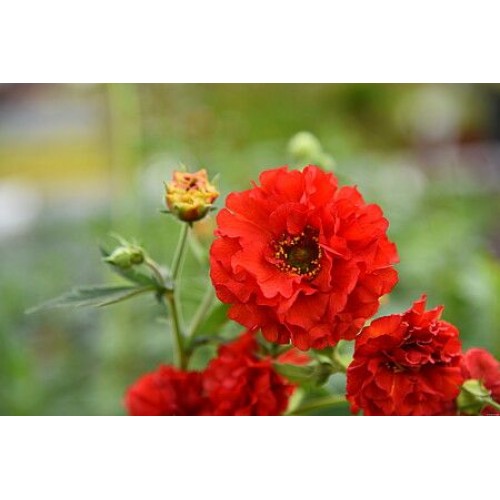 Žiognagė   (lot. Geum hybridum) Samba Sunset