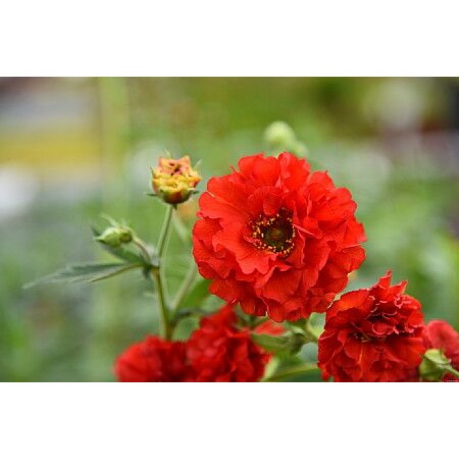 Žiognagė   (lot. Geum hybridum) Samba Sunset