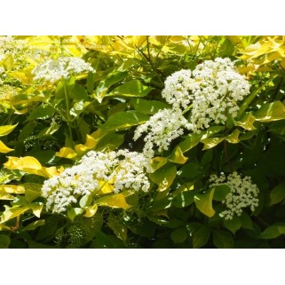 Šeivamedis juodauogis ( lot. Sambucus  nigra) Aurea