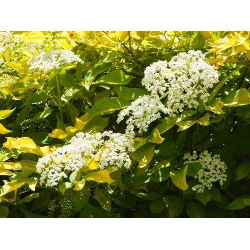 Šeivamedis juodauogis ( lot. Sambucus  nigra) Aurea