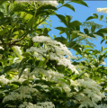 Šeivamedis juodauogis ( lot. Sambucus nigra) 