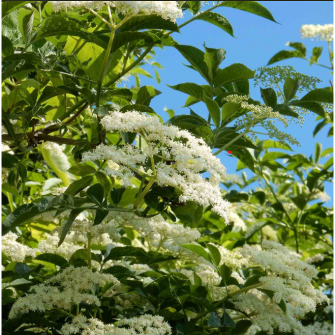 Šeivamedis juodauogis ( lot. Sambucus nigra) 