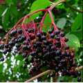 Šeivamedis juodauogis ( lot. Sambucus nigra) 