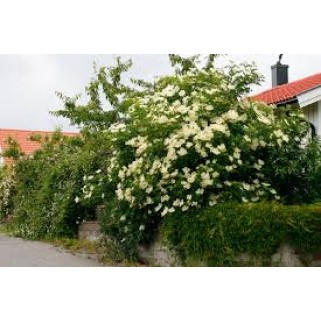 Šeivamedis juodauogis ( lot. Sambucus nigra)  Sampo