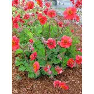 Žiognagė   (lot. Geum boliviensis) Sangria