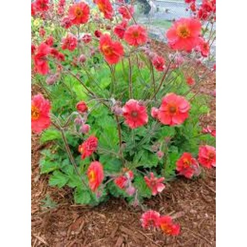 Žiognagė   (lot. Geum boliviensis) Sangria