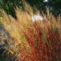 Ryškėtoji sora ( lot. Panicum virgatum) Sangria