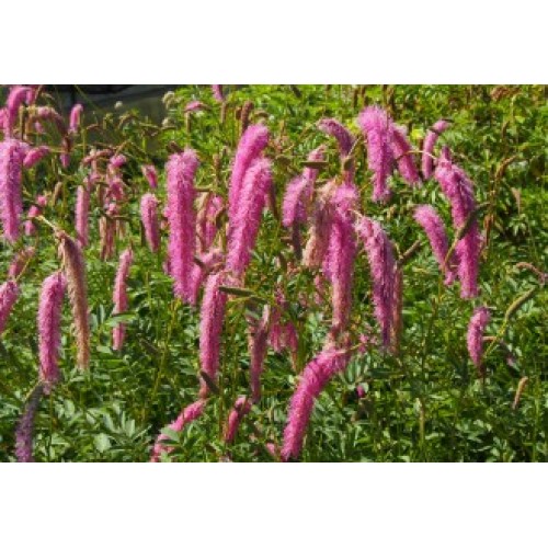 Kraujalakė ( lot. Sanguisorba hakusanensis) Lilac Squirrel