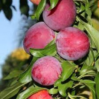 Slyva  ( lot.Prunus cerasifera) Santa Rosa