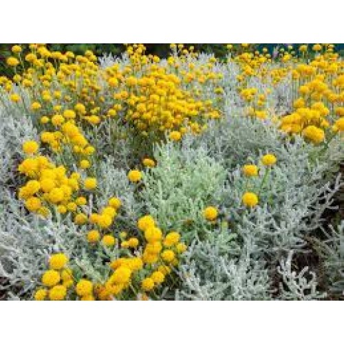 Santolina kiparisinė (lot.Santolina)