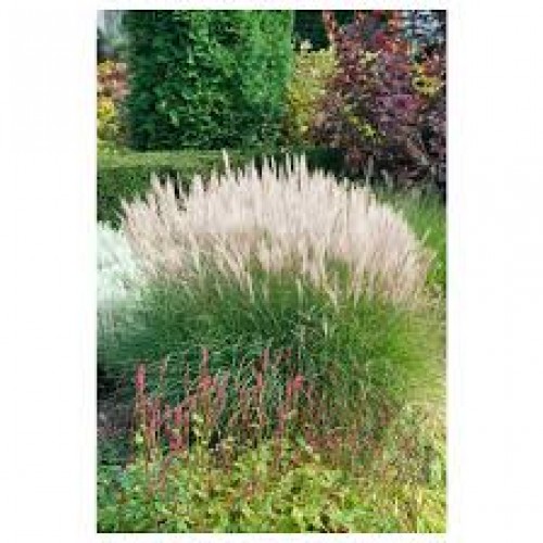 Miskantas kininis ( lot. Miscanthus chinensis ) Sarabande