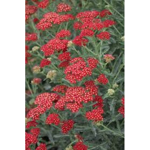 Kraujažolė paprastoji (lot. Achillea millefolium) Sassy Summer Sangria