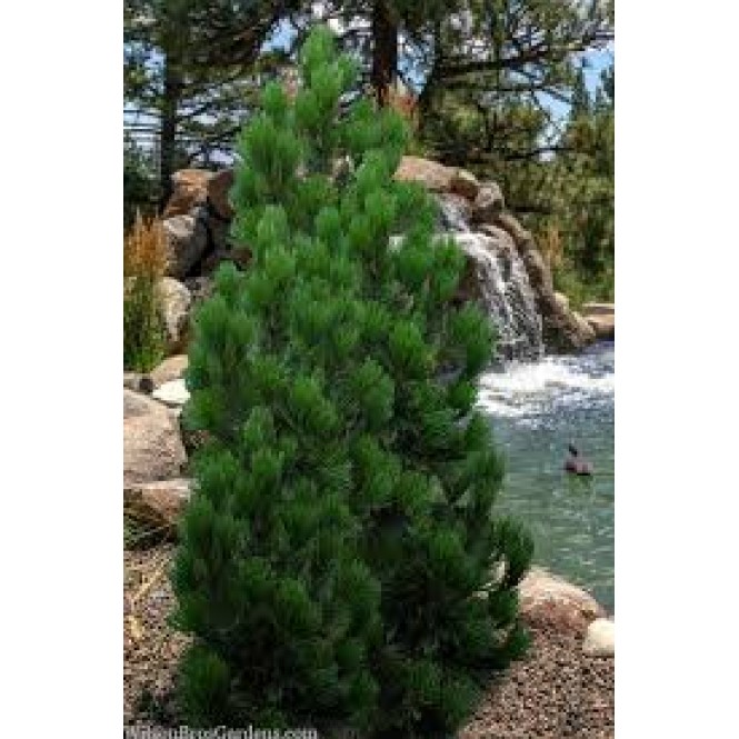 Pušis baltažievė( lot. Pinus leucodermis) Satelit