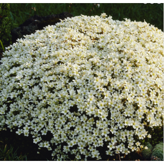Uolaskėlė ( lot. Saxifraga arendsii)  Snow carpet