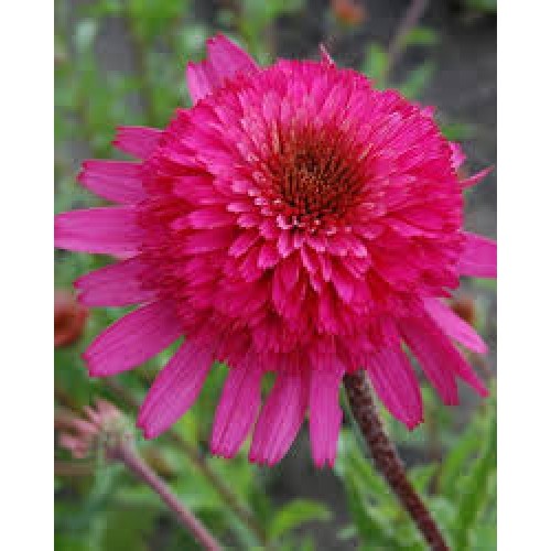 Ežiuolė  (lot.Echinacea purpurea)  Southern Belle