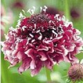 Žvaigždūnė  (lot.Scabiosa atropurpurea)  Beaujolais