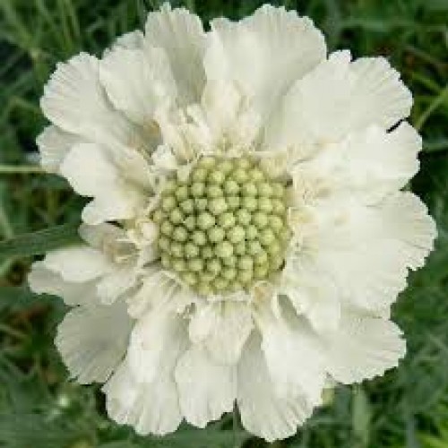 Žvaigždūnė kaukazinė (lot. Scabiosa caucasica) Perfecta  Alba