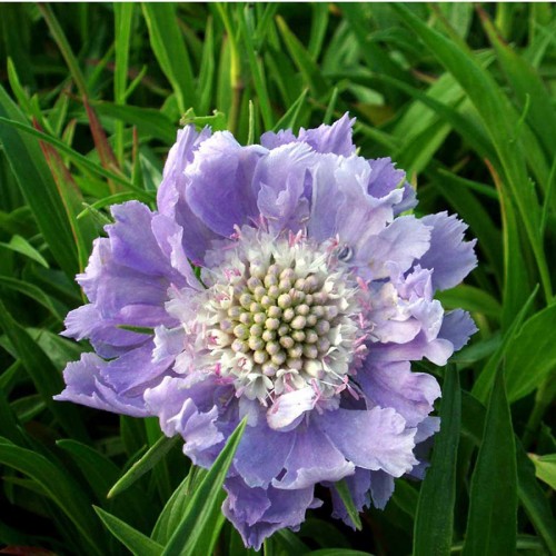 Žvaigždūnė kaukazinė (lot. Scabiosa caucasica) Perfecta