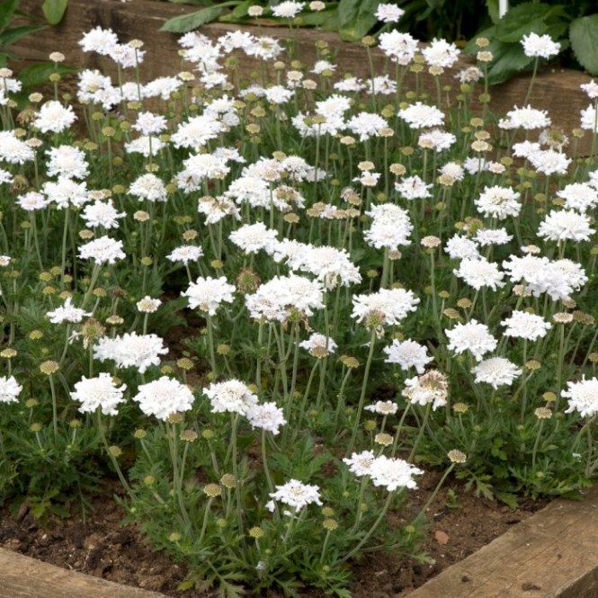 Žvaigždūnė  (lot. Scabiosa columbaria) Flutter™ Pure White