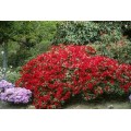 Rododendras ( lot. Rhododendron) Scarlet Wonder 