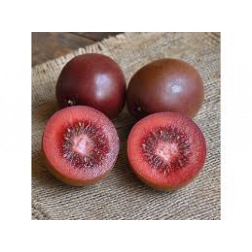 Aktinidija smailialapė ( lot. Actinidia arguta) Scarlet September Kiwi (moteriška)