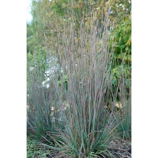 Barzdūnas kupstinis (lot. Schizachyrium scoparium) Standing Ovation