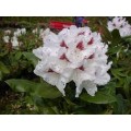Rododendras  ( lot. Rhododendron )  Schneeauge