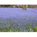 Scylės sibirinės ( lot. Scilla siberica) , 20 vnt