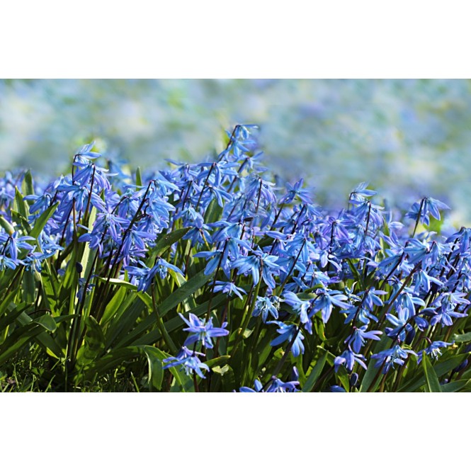 Scylės sibirinės ( lot. Scilla siberica) , 20 vnt