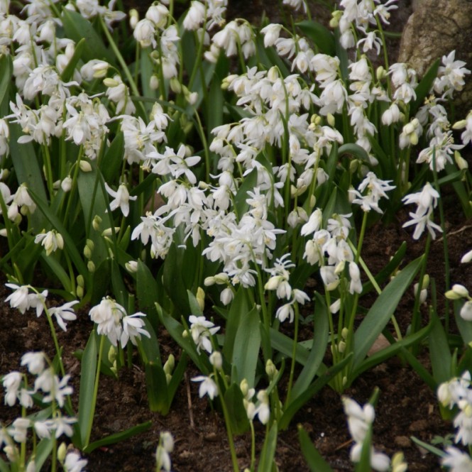 Scylės sibirinės ( lot. Scilla siberica) Alba , 200 vnt