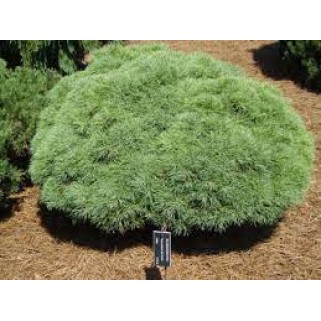 Pušis veimutinė ( lot. Pinus strobus)  Sea Urchin