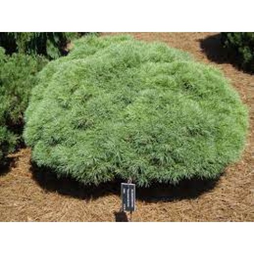 Pušis veimutinė ( lot. Pinus strobus)  Sea Urchin