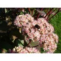 Šilokas (lot. Sedum telephium) Matrona