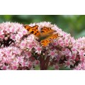 Šilokas (lot. Sedum telephium) Matrona