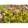 Šilokas (lot. Sedum telephium) Matrona