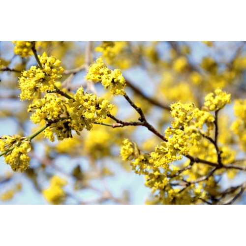 Sedula geltonžiedė ( lot. Cornus mass) 