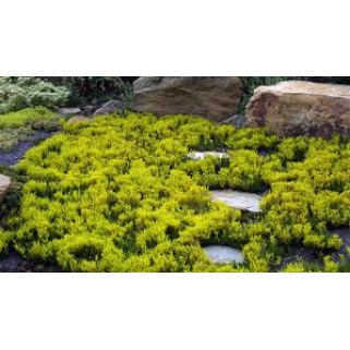 Šilokas  siauralapis ( lot. Sedum sexangulare)