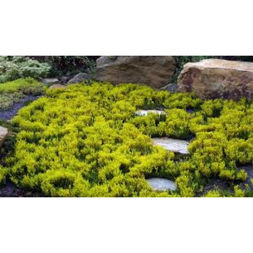 Šilokas  siauralapis ( lot. Sedum sexangulare)