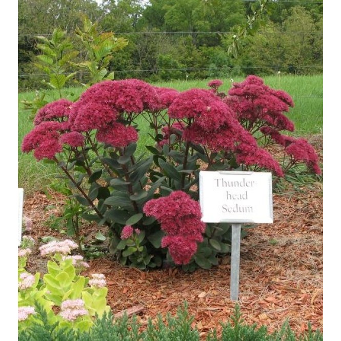 Šilokas (lot. Sedum telephium) Thunderhead