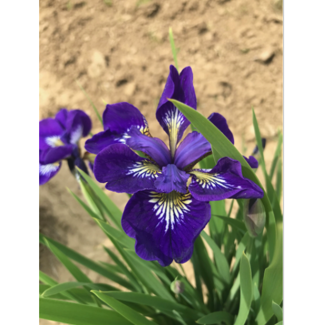 Vilkdalgis sibirinis  (lot. Iris sibirica ) I see Stars