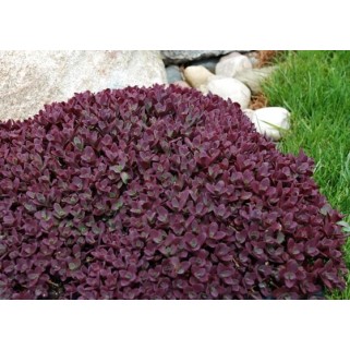 Šilokas  ( lot. Sedum hybrid) Sunsparkler Firecracker 