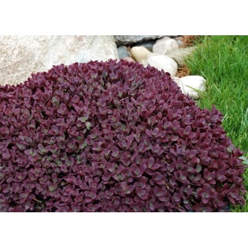 Šilokas  ( lot. Sedum hybrid) Sunsparkler Firecracker 