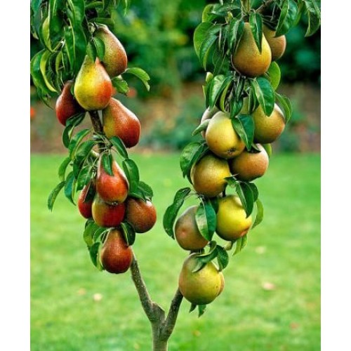 Kriaušė Giminės ( lot.Pyrus communis) 