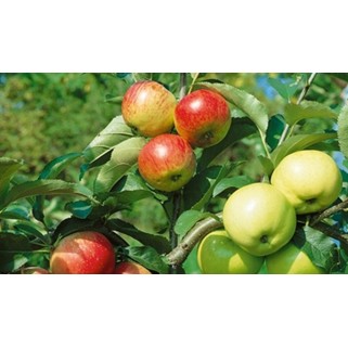 Giminės obelis (lot. Malus domestica ) 