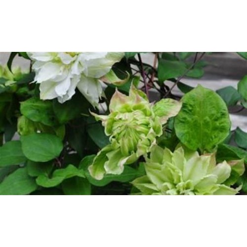 Raganė ( lot.Clematis) Sen-no-kaze