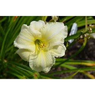 Viendienė  (lot.Hemerocallis )  Joan Senior