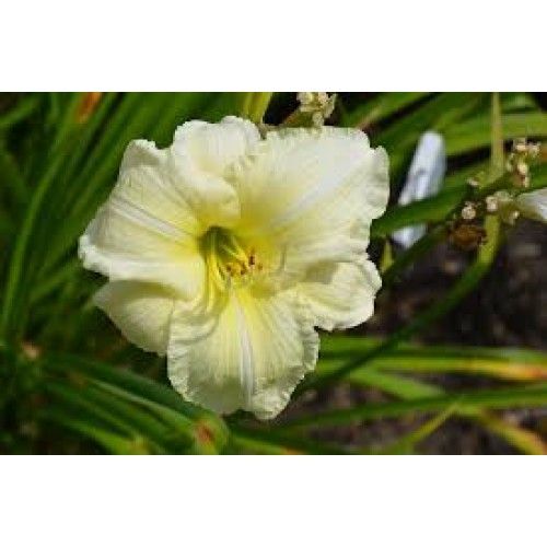 Viendienė  (lot.Hemerocallis )  Joan Senior