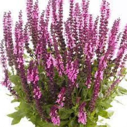 Šalavijas gojinis ( lot. Salvia nemorosa) Sensation Medium Pink