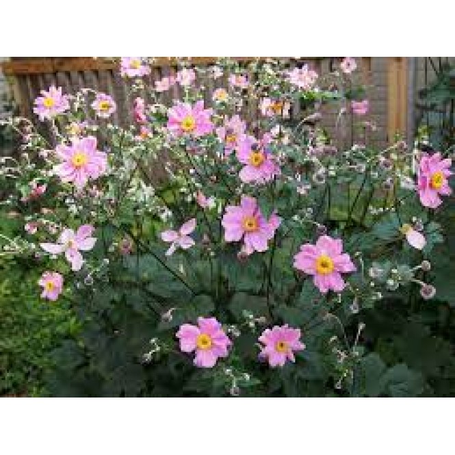 Plukė japoninė (lot. Anemone hupehensis) Serenade